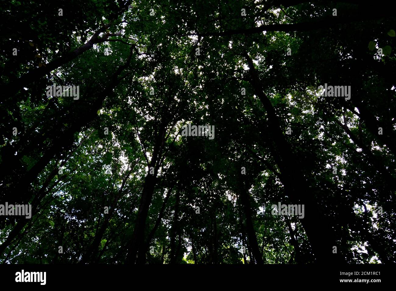 Foresta profonda in estate Foto Stock