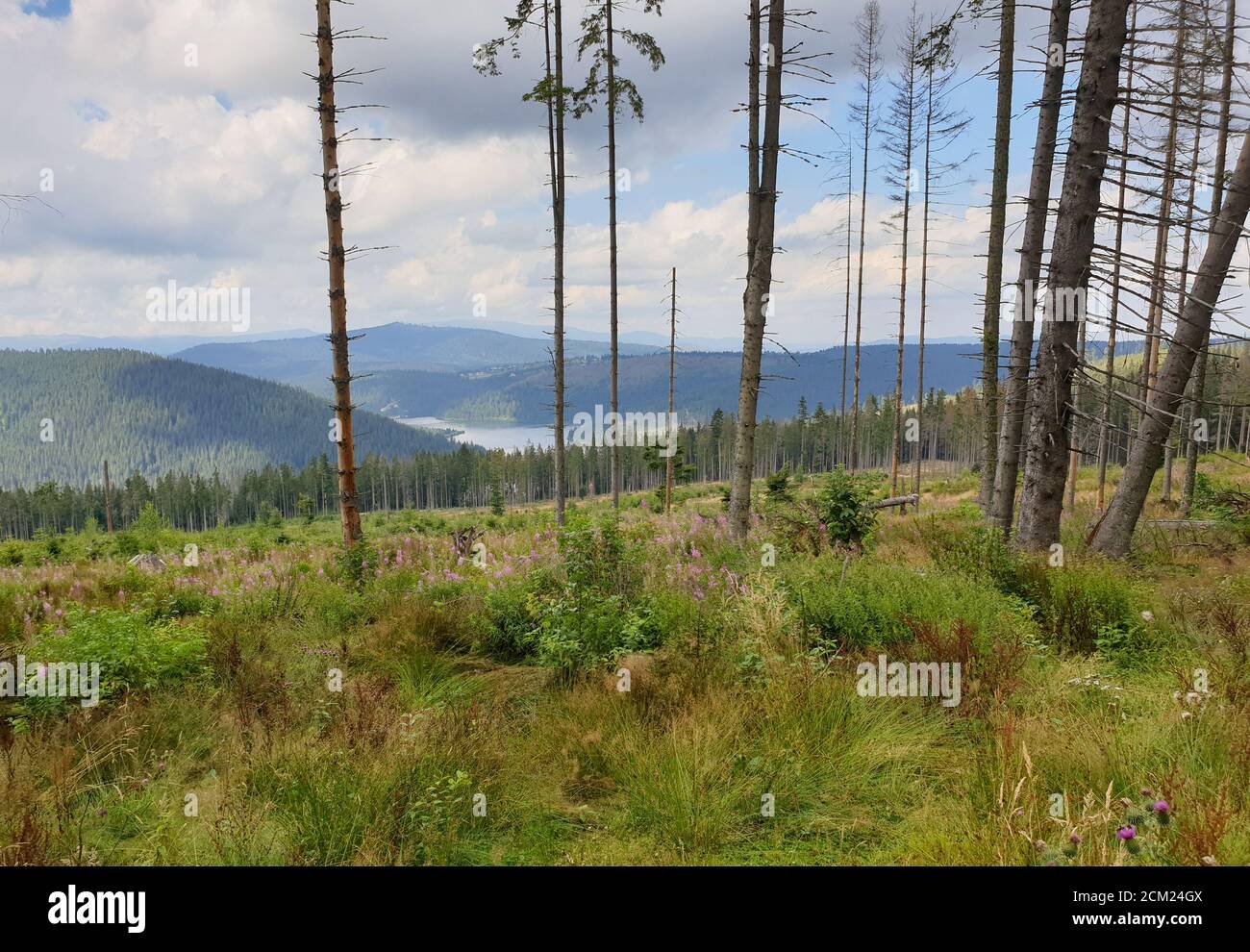 Problema di deforestazione nel parco naturale. Problema ambientale nelle montagne Afuseni. Taglio di pini, disboscamento illegale in Transilvania, Romania. Per Foto Stock