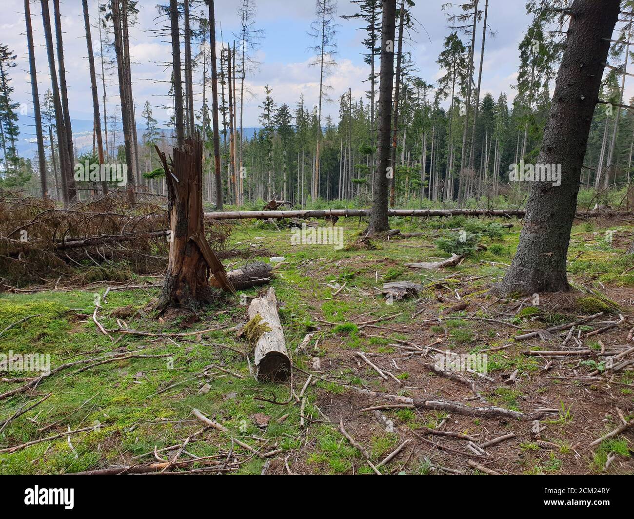 Problema di deforestazione nel parco naturale. Problema ambientale nelle montagne Afuseni. Taglio di pini, disboscamento illegale in Transilvania, Romania. Dea Foto Stock