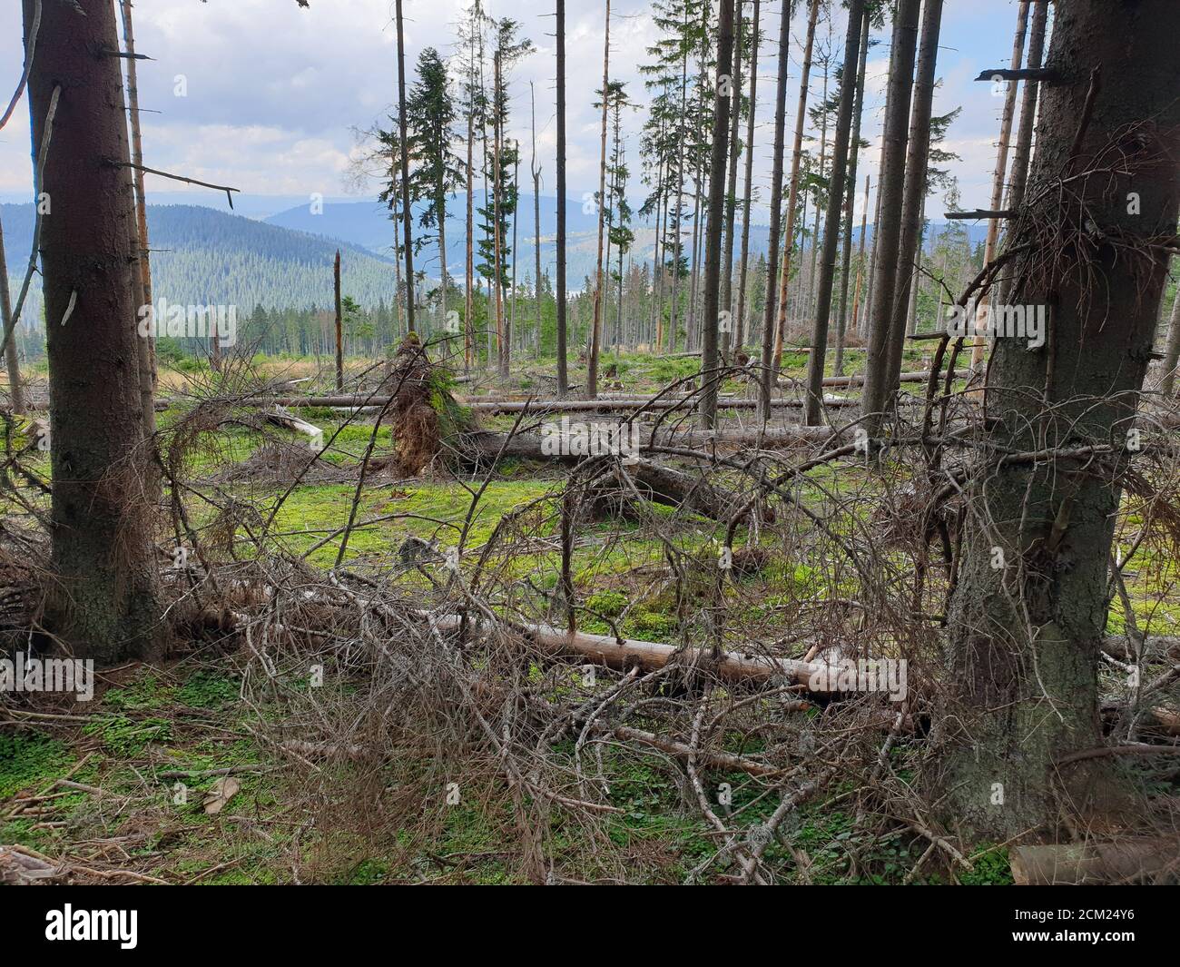 Problema di deforestazione nel parco naturale. Problema ambientale nelle montagne Afuseni. Taglio di pini, disboscamento illegale in Transilvania, Romania. DEF Foto Stock