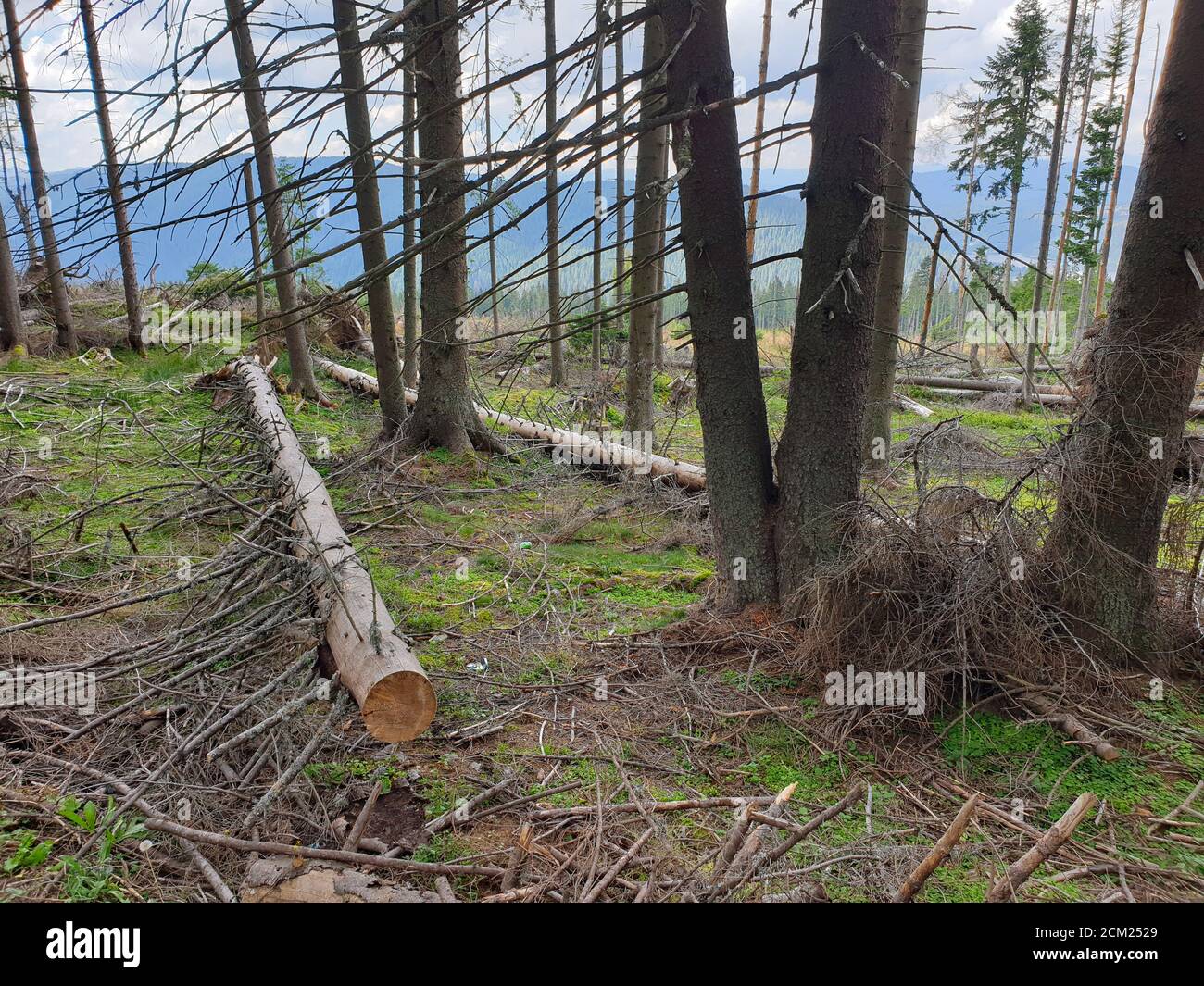 Problema di deforestazione nel parco naturale. Problema ambientale nelle montagne Afuseni. Taglio di pini, disboscamento illegale in Transilvania, Romania. Malato Foto Stock