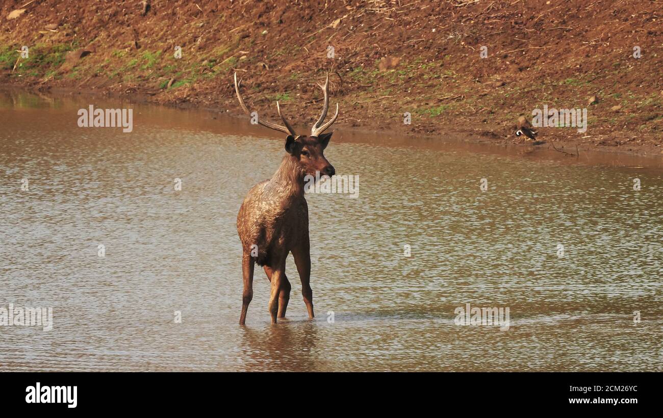 lo stag dei cervi sambar si affaccia sulla macchina fotografica a tadoba Foto Stock