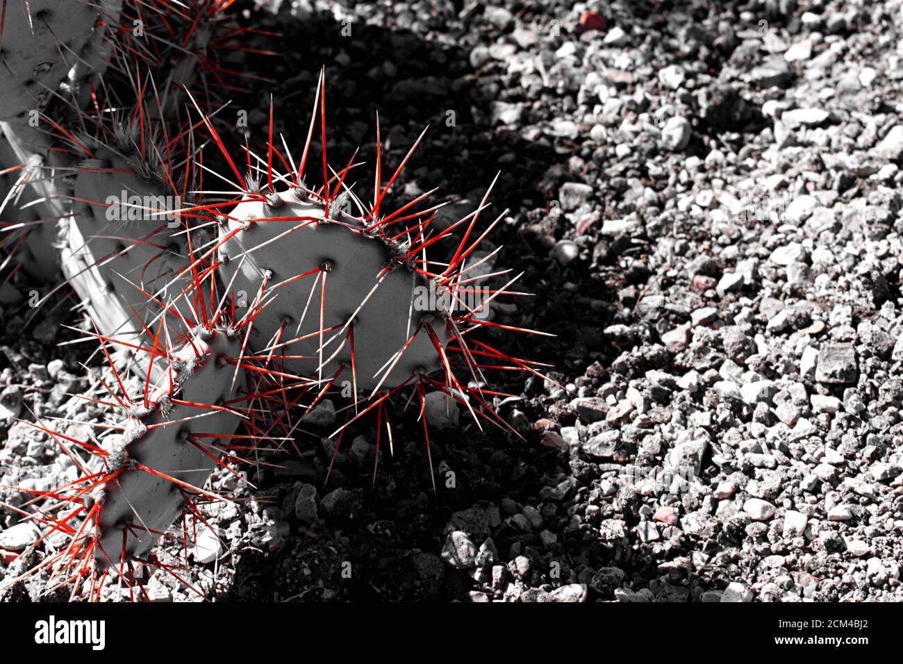 Primo piano su una pianta di cactus con spine rosse, in spruzzi di colore in modo da solo le spine rosse sono visibili. Foto Stock