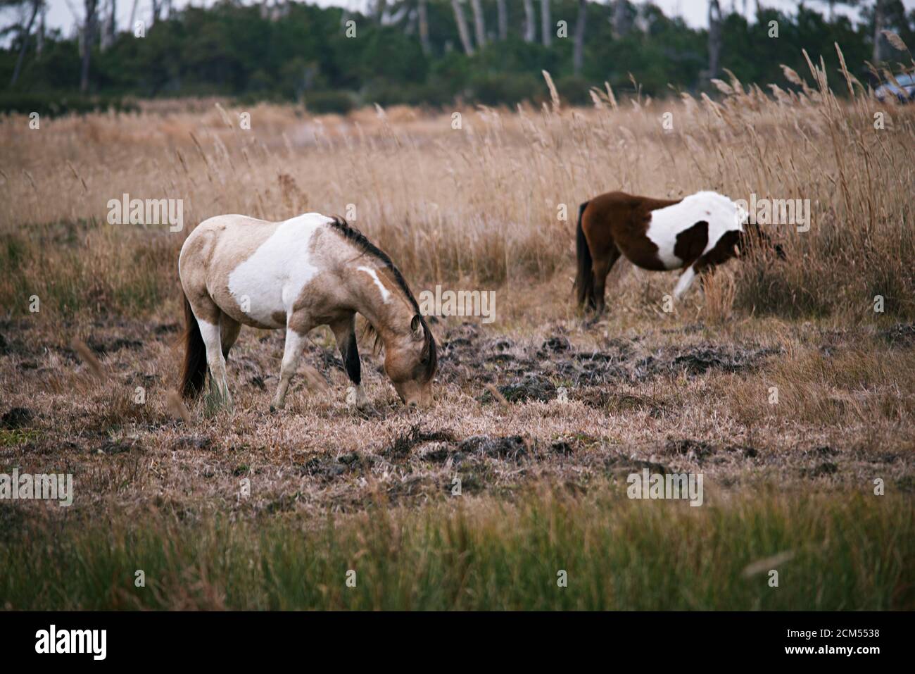 Due cavalli selvaggi al pascolo nel Chincoteague National Wildlife Refuge Foto Stock