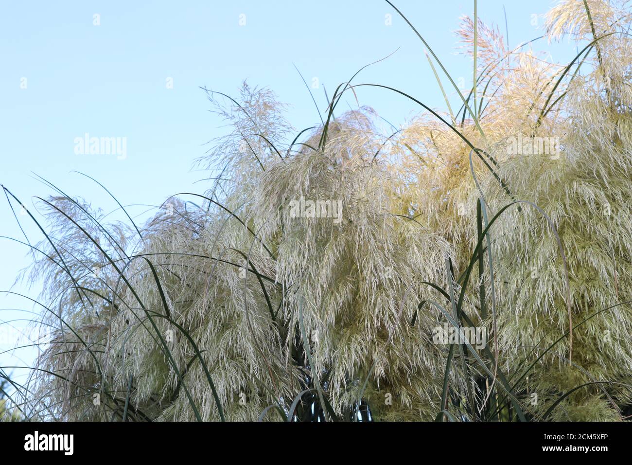 Le fronde soffici di Pampas erba contro un cielo blu Foto Stock