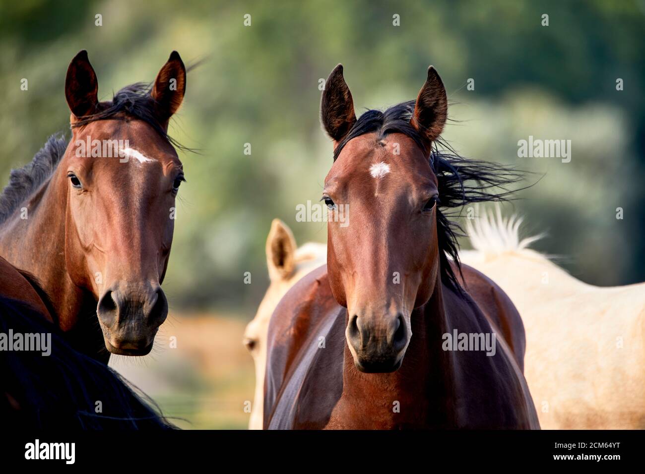 I giovani cavalli addomesticati guardando la macchina fotografica in un campo con profondità di campo poco profonda Foto Stock