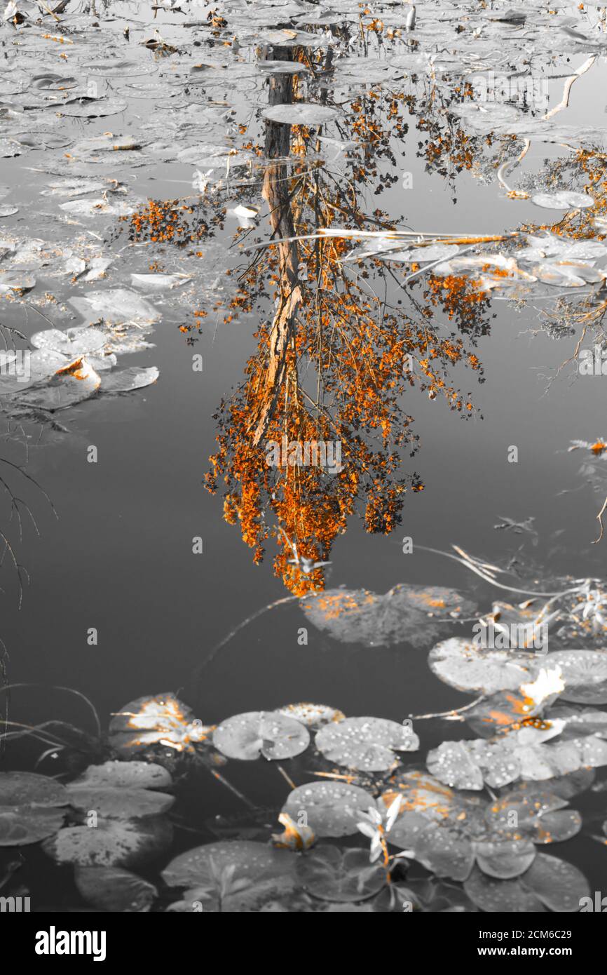 Riflesso di alberi d'autunno in acqua ancora paludosa, colore splash in modo che solo il riflesso dell'albero è a colori. Foto Stock