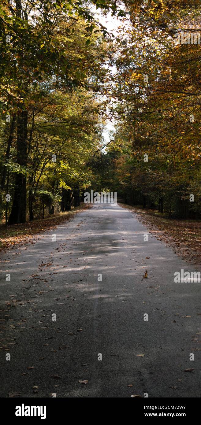 Segui il sentiero lastricato del parco fiancheggiato da alberi nel tardo pomeriggio, con fogliame autunnale. Foto Stock