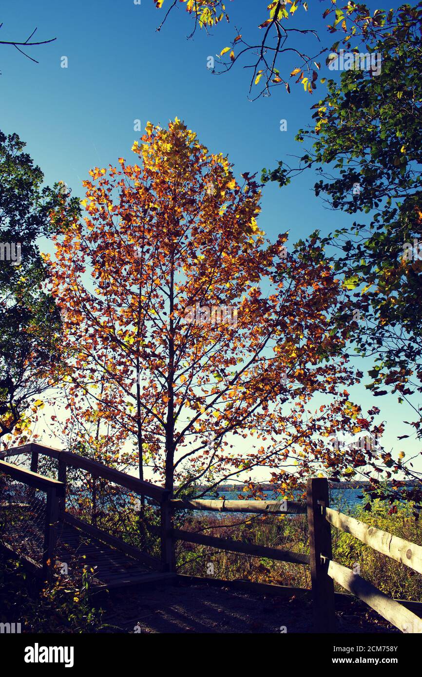 Guardando il fogliame autunnale sugli alberi durante il tramonto in autunno Foto Stock