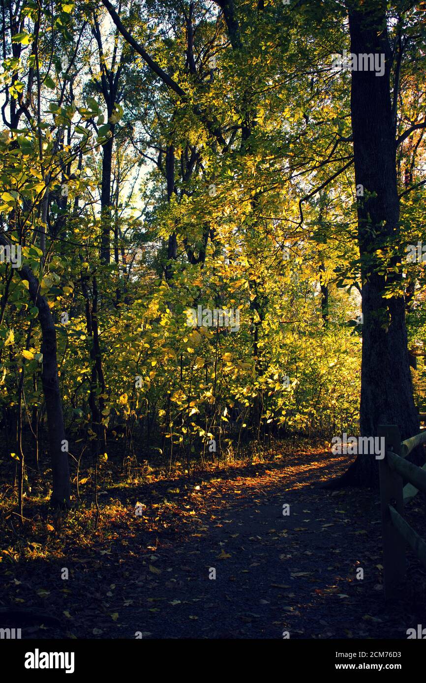 Segui il sentiero sterrato del parco costeggiato da alberi nel tardo pomeriggio, con fogliame autunnale. Foto Stock