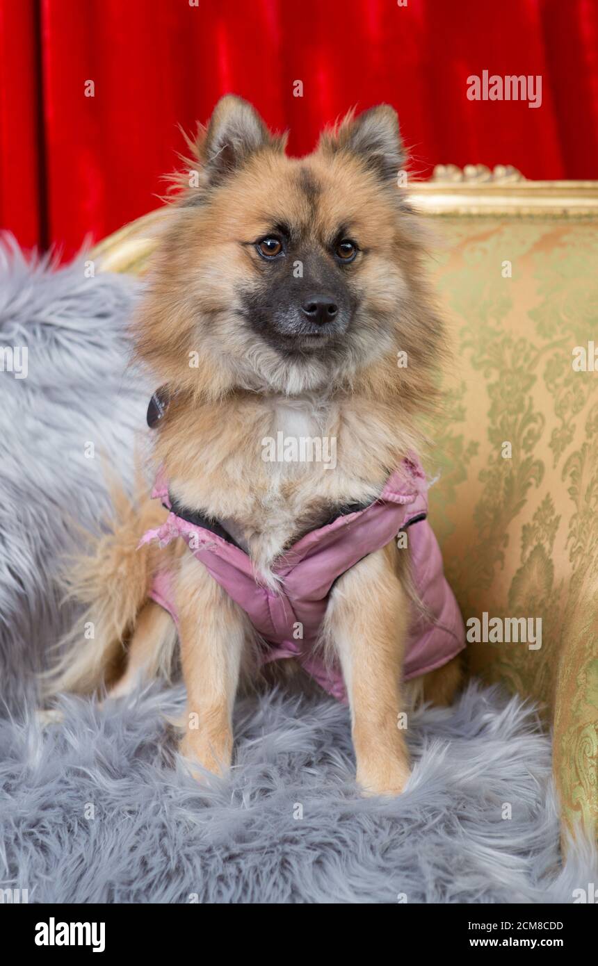 Cane animale domestico che assomiglia ad una volpe Foto Stock