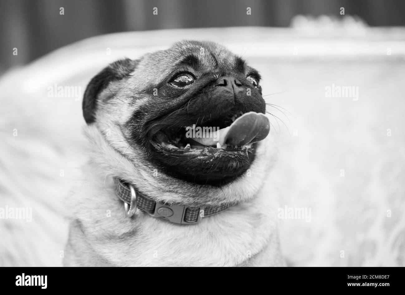 Il Pet Pug Foto Stock