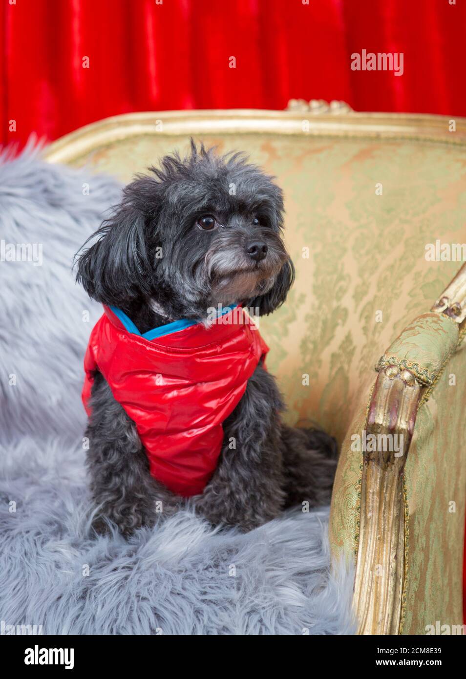 Piccolo cane scruffy che indossa un cappotto invernale Foto Stock