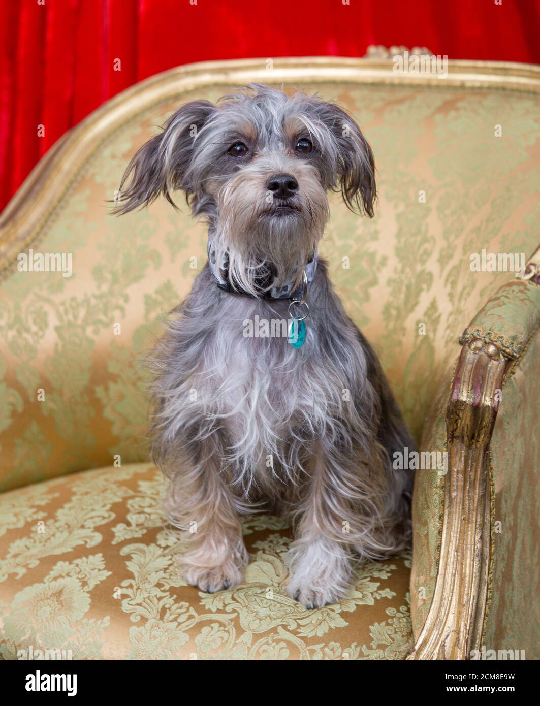 Cane da compagnia scruffy in posa per una foto Foto Stock