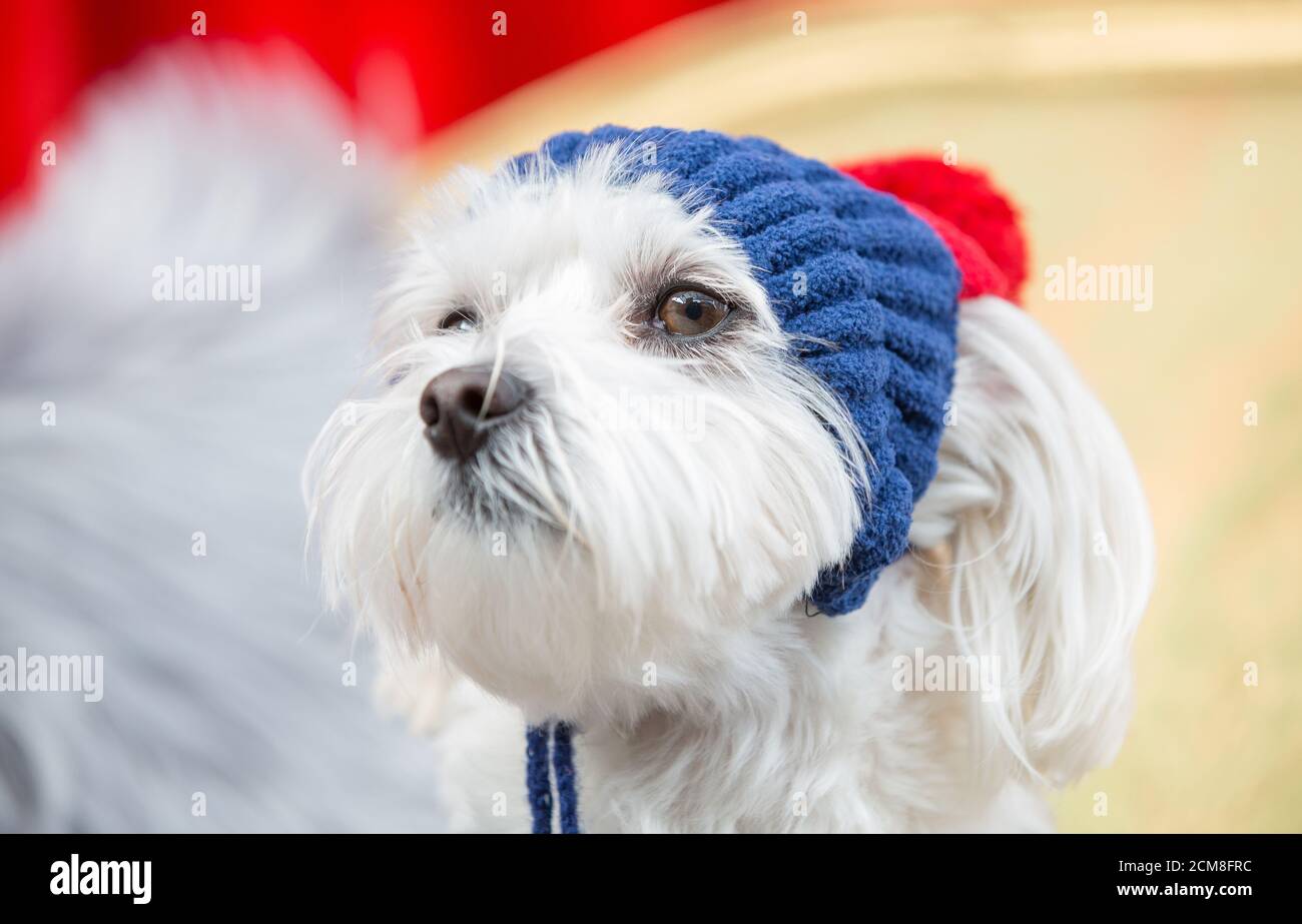 Cane scruffy che indossa un cappello lavorato a maglia Foto Stock
