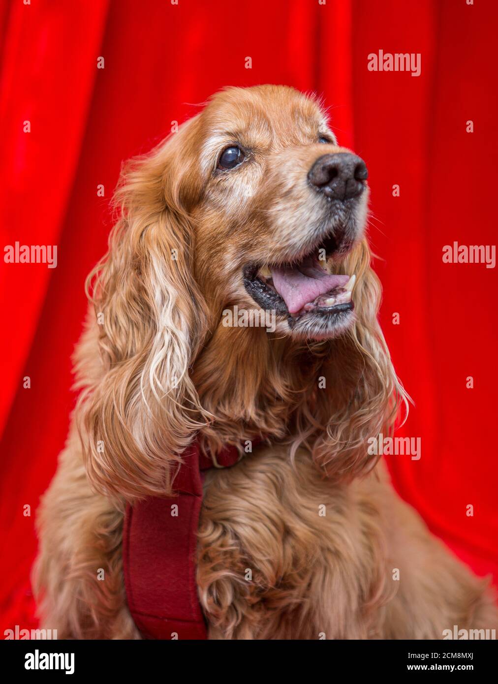Cocker Spaniel Foto Stock
