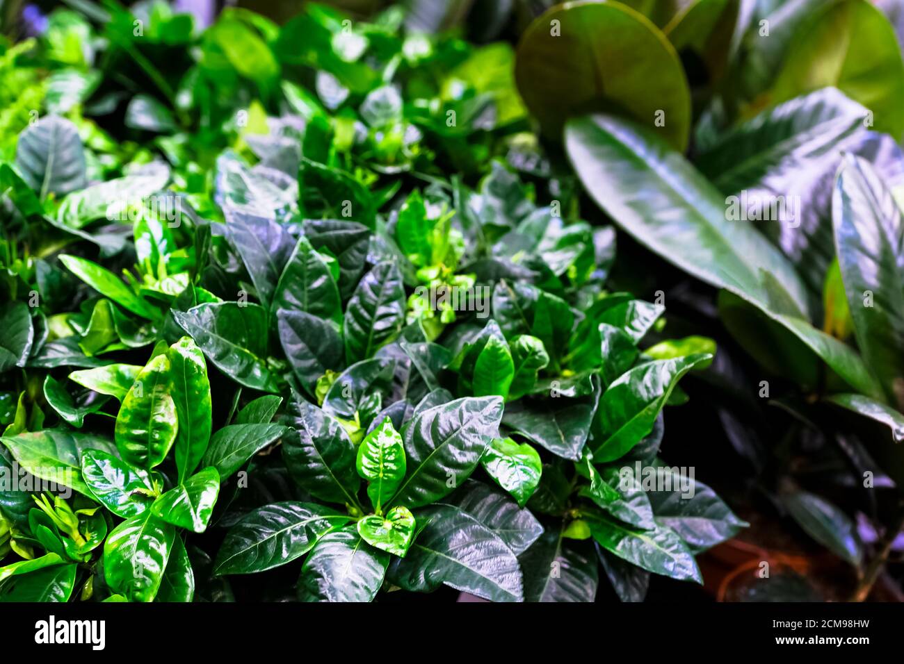 Beautiful germoglio e fiori Pinwheel alias Gerdenia Crape Jasmine flower. Il fiore singolo ha la caratteristica forma a "pinwheel". Foto Stock