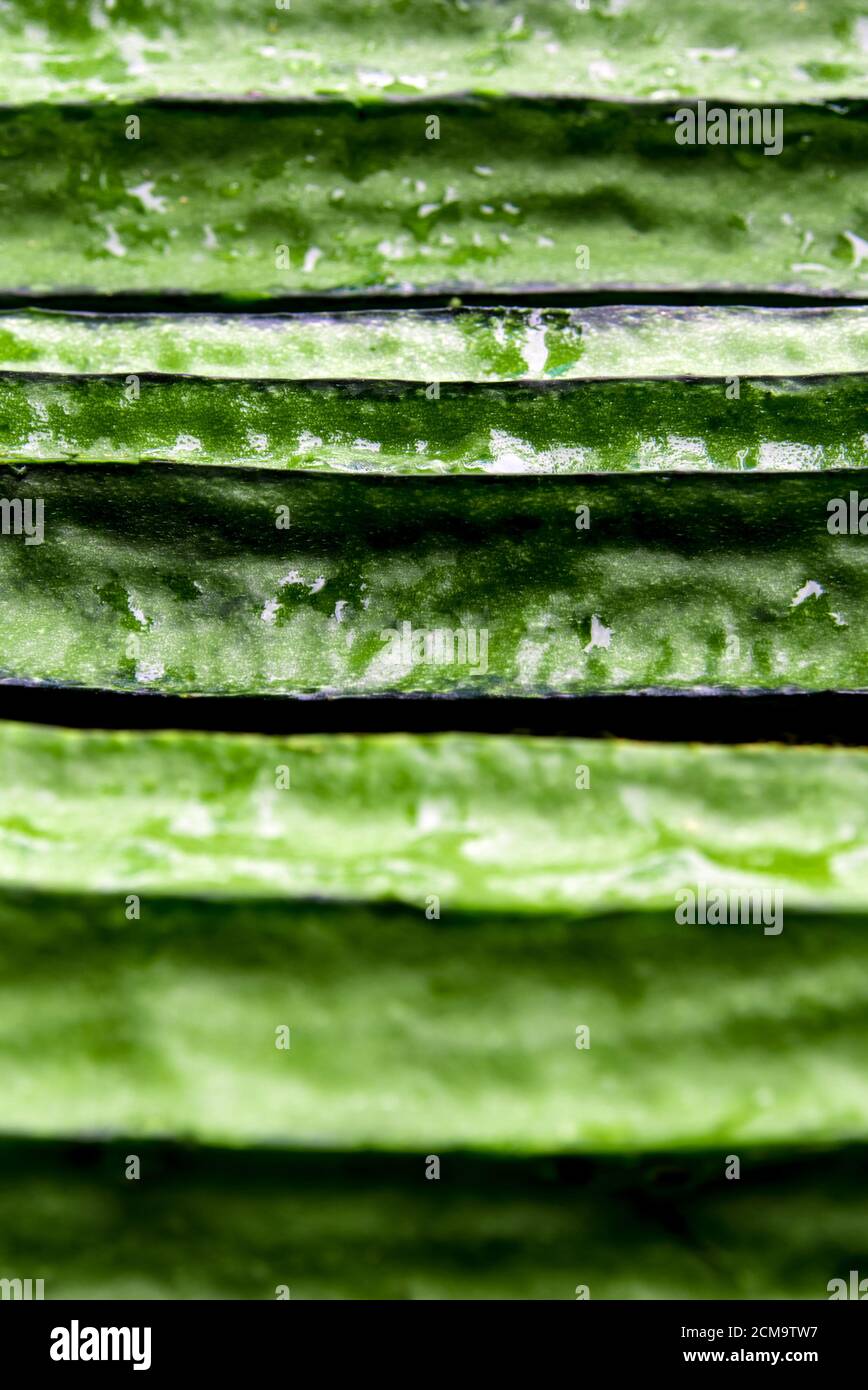 Consistenza di loofah anglata, verdure verdi Foto Stock