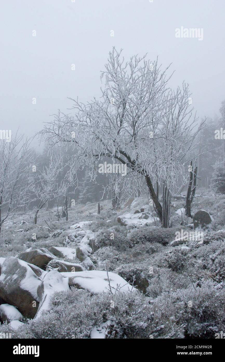 Sentiero escursionistico per il Monte Brocken, Germania Foto Stock