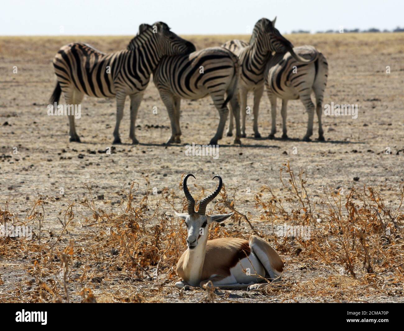Namibia vita selvaggia Foto Stock