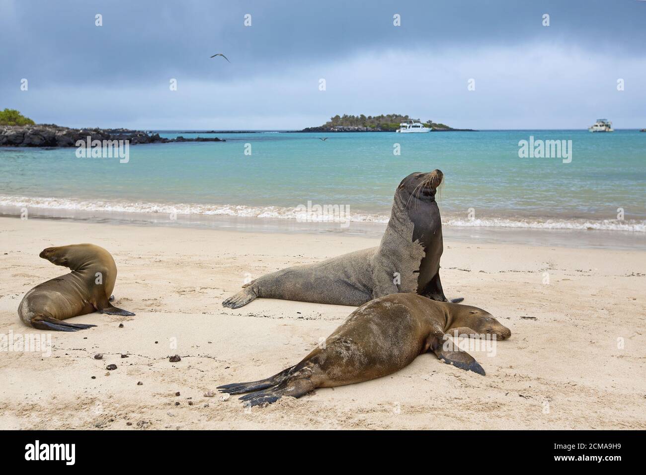 Colonia di leoni marini Foto Stock