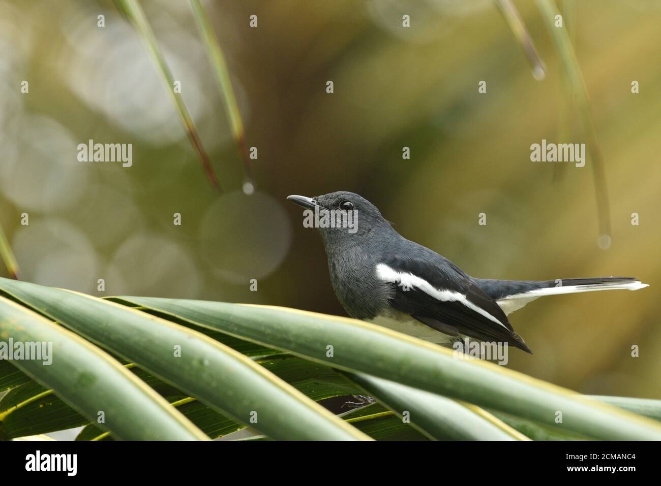 ORIENTAL MAGPIE ROBIN Foto Stock