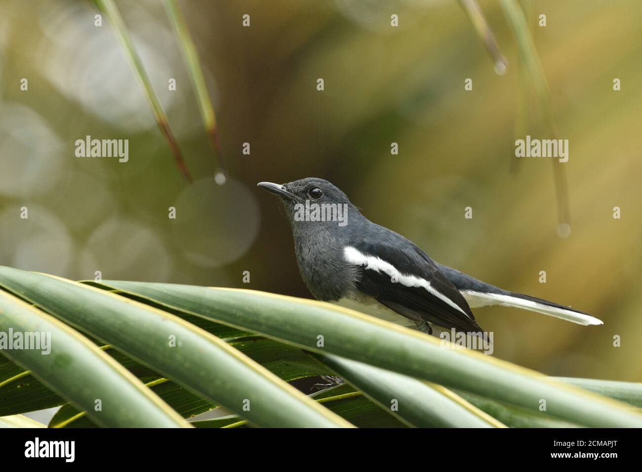 ORIENTAL MAGPIE ROBBIN Foto Stock