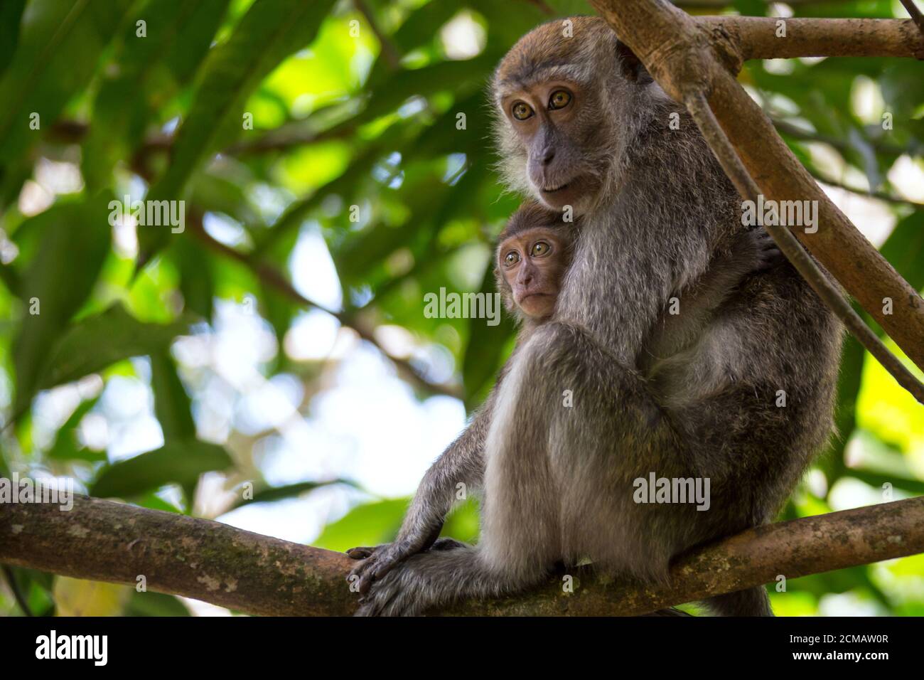 stile di vita del borneo Foto Stock