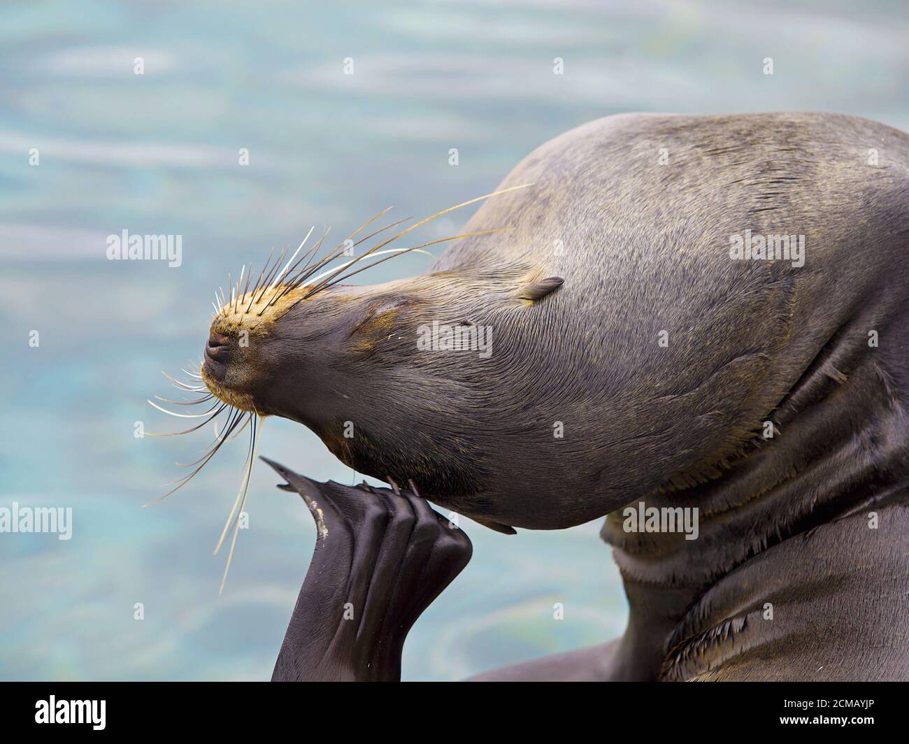 Sea Lion ritratto Foto Stock
