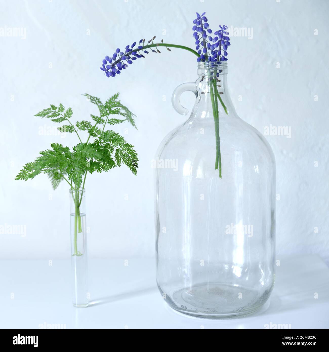 Un piccolo bouquet di fiori blu Muscari in una grande bottiglia di vetro trasparente con manico rotondo. Uva giacinto, Muscari blu primavera fiori prato. F Foto Stock