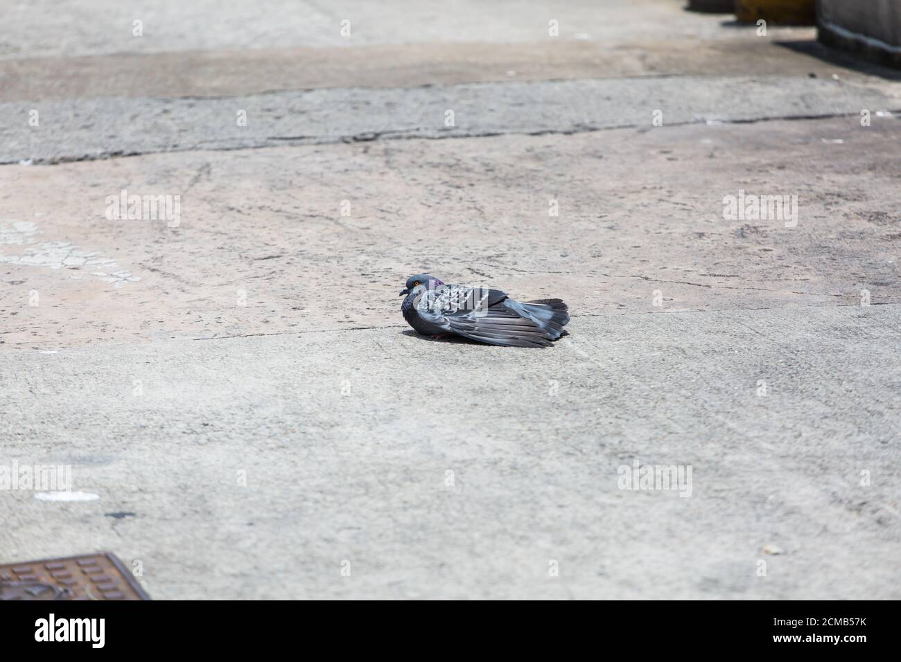 Un piccione solitario che riposa sulla terra calda nel mezzo della giornata calda. Foto Stock