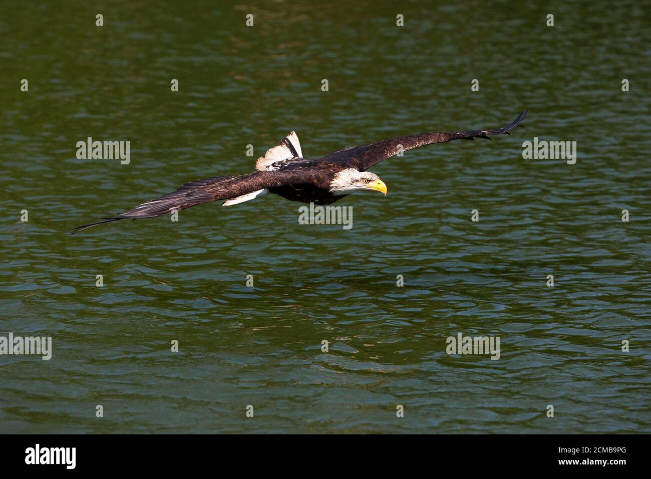 Calvo Aquila, haliaetus leucocephalus, Juvenile in volo sopra L'Acqua Foto Stock