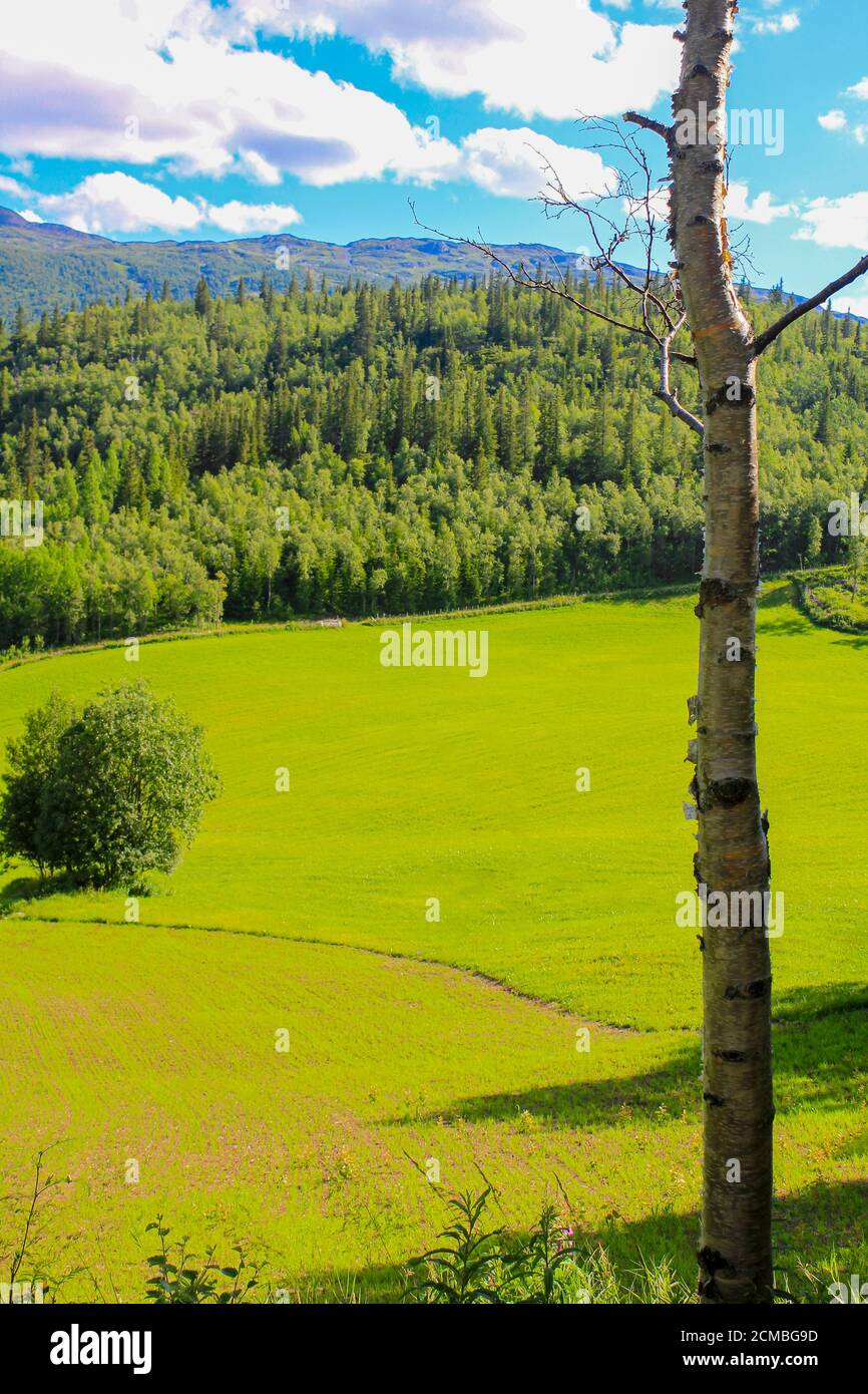 Betulla bianca di fronte al paesaggio norvegese con alberi di abeti montagne e rocce. Norvegia natura. Foto Stock