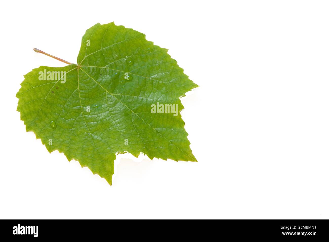 chiodo di chiodo di foglia di vite su sfondo bianco Foto Stock