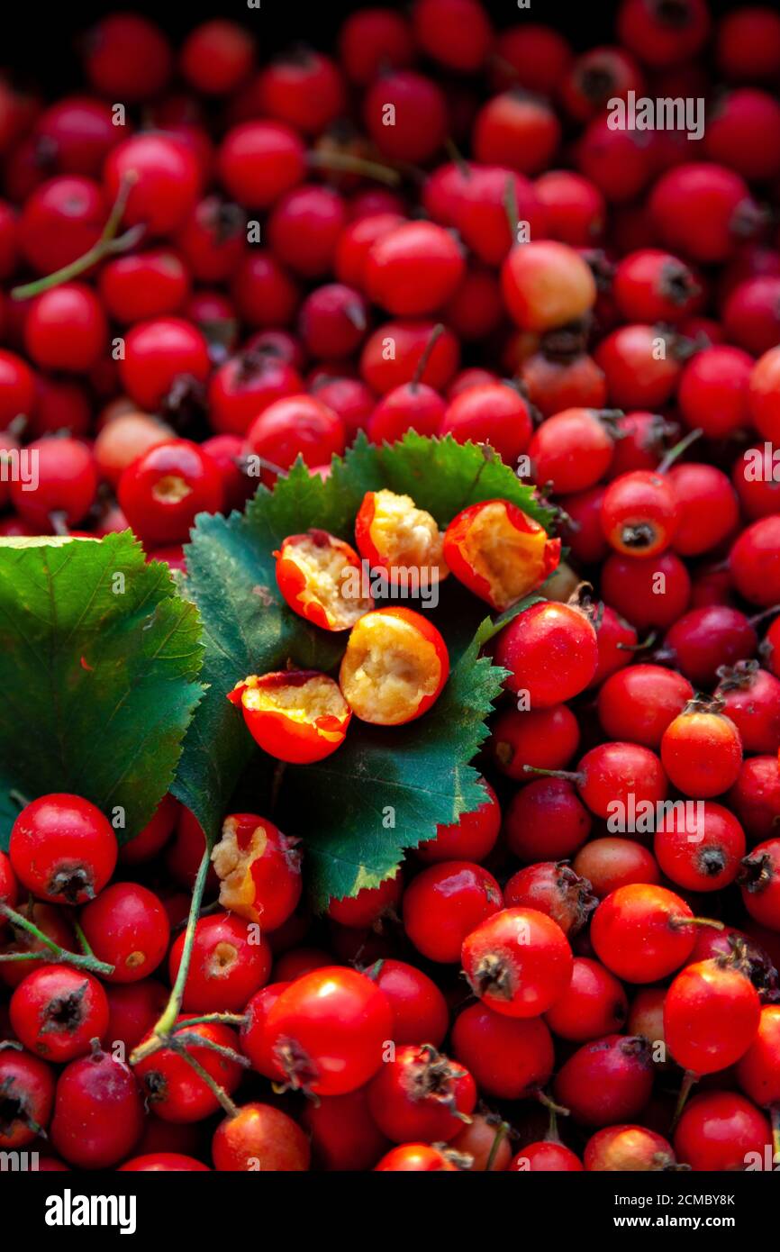 Biancospino in una ciotola di legno sul tavolo. Una pianta medicinale simile alla rosa selvatica. Ancora vita con posto per il testo. Vendemmia. Spazio di copia. Foto Stock