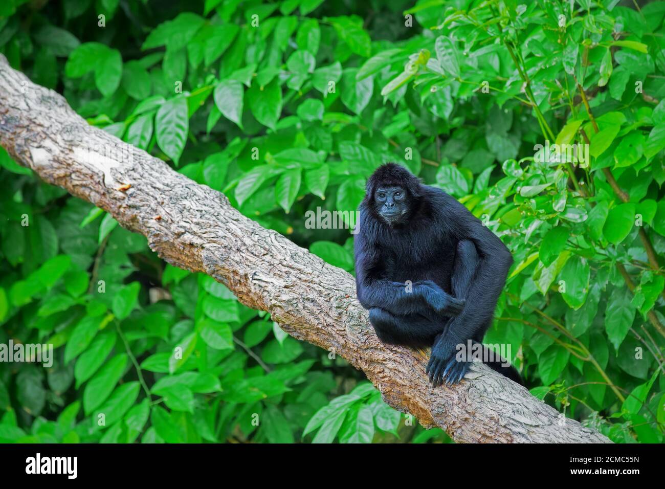 Wild Spider Monkey Foto Stock