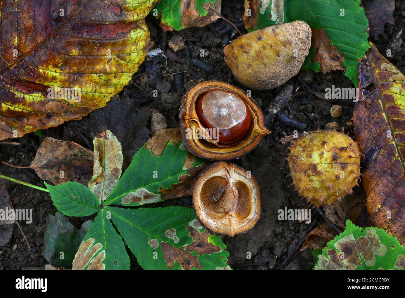 Ippocastani o conkers Foto Stock