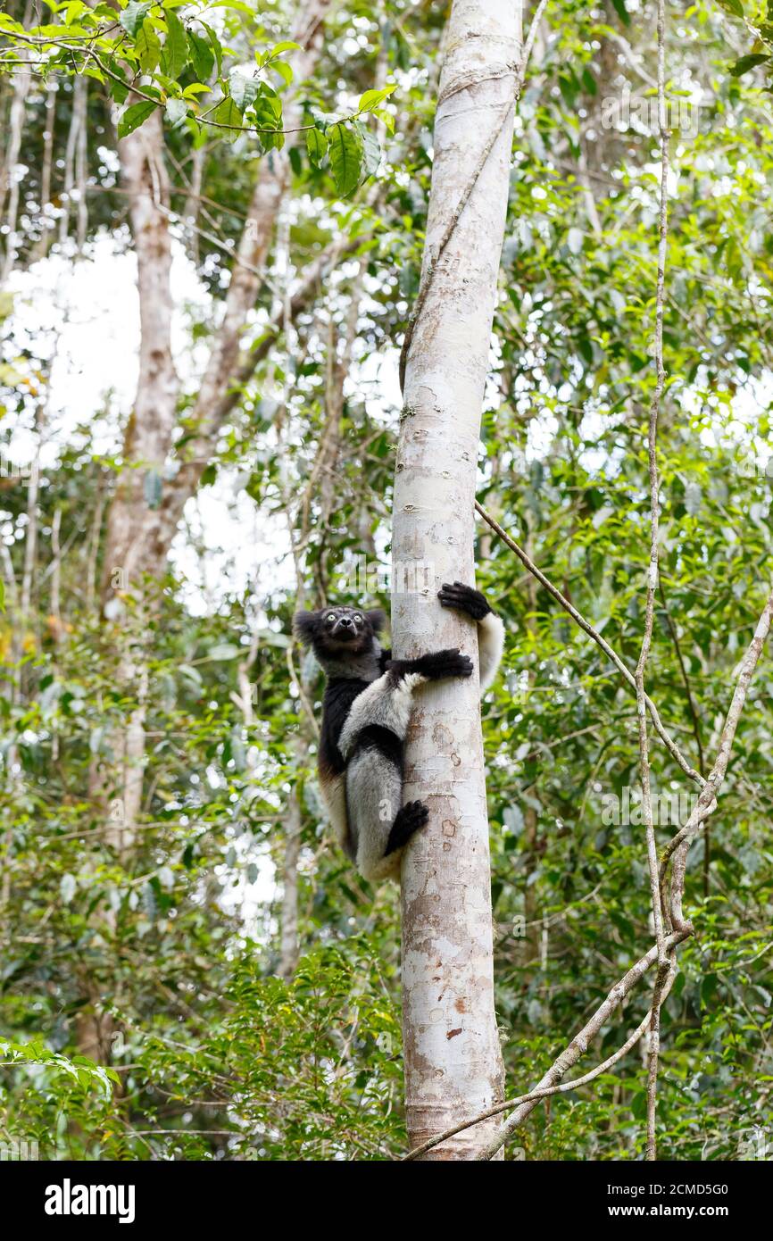 Lemur Indri (Indri indri) bianco e nero, detto anche babakoto, impiccato su un albero in habitat naturale. Andasibe - Parco Nazionale di Analamazaotra, Madaga Foto Stock