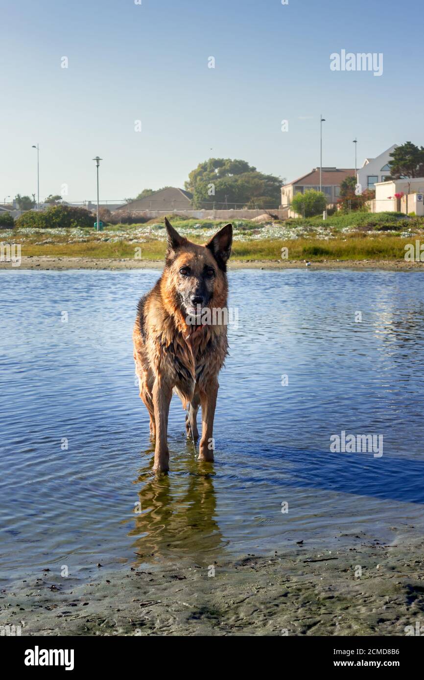 Cane Pastore tedesco che corre, nuotare e divertirsi in spiaggia, Città del Capo, Sud Africa Foto Stock
