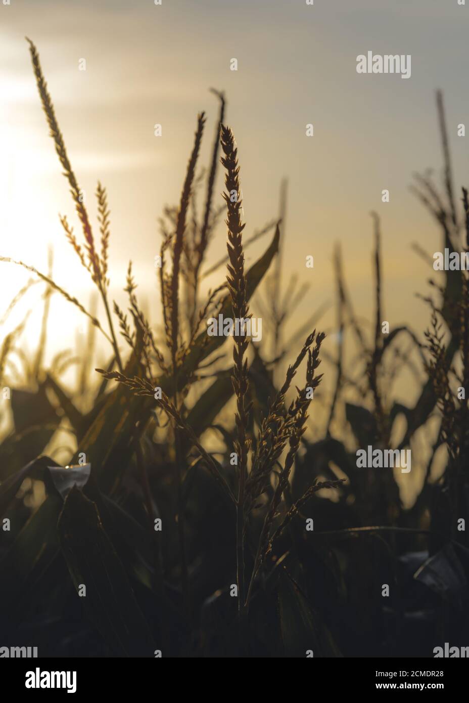 Un campo di grano in primo piano al crepuscolo a Preston, Regno Unito Foto Stock