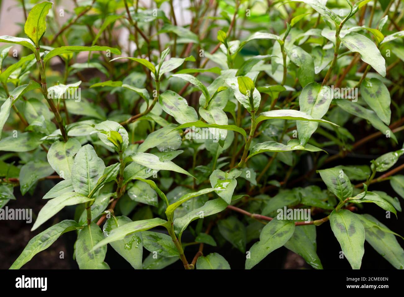 Coriandolo vietnamita (Persicaria odorata) che cresce in un poligtunnel nel Regno Unito. Foto Stock