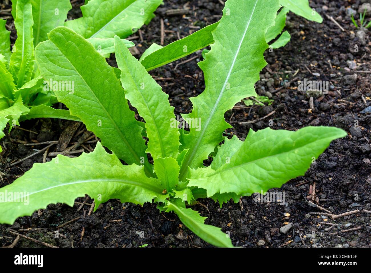 Celtuce (Lattuca sativa var. Asparagina) piante che crescono in un orto. REGNO UNITO. Foto Stock