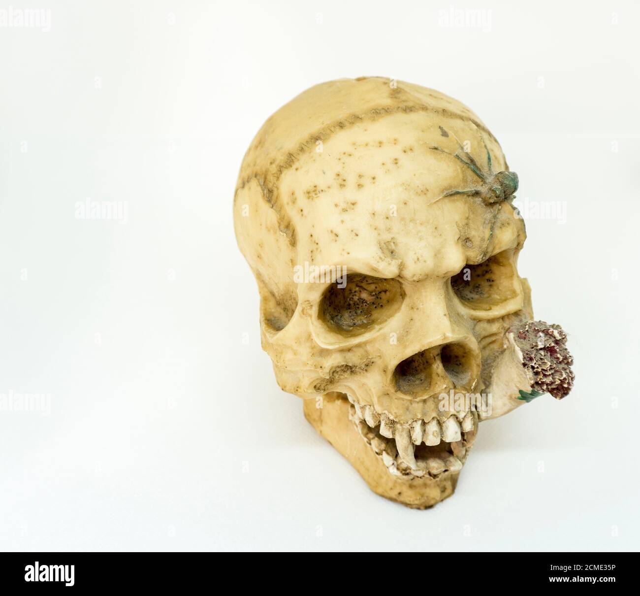 cranio con ragno e sigaretta di cannabis Foto Stock