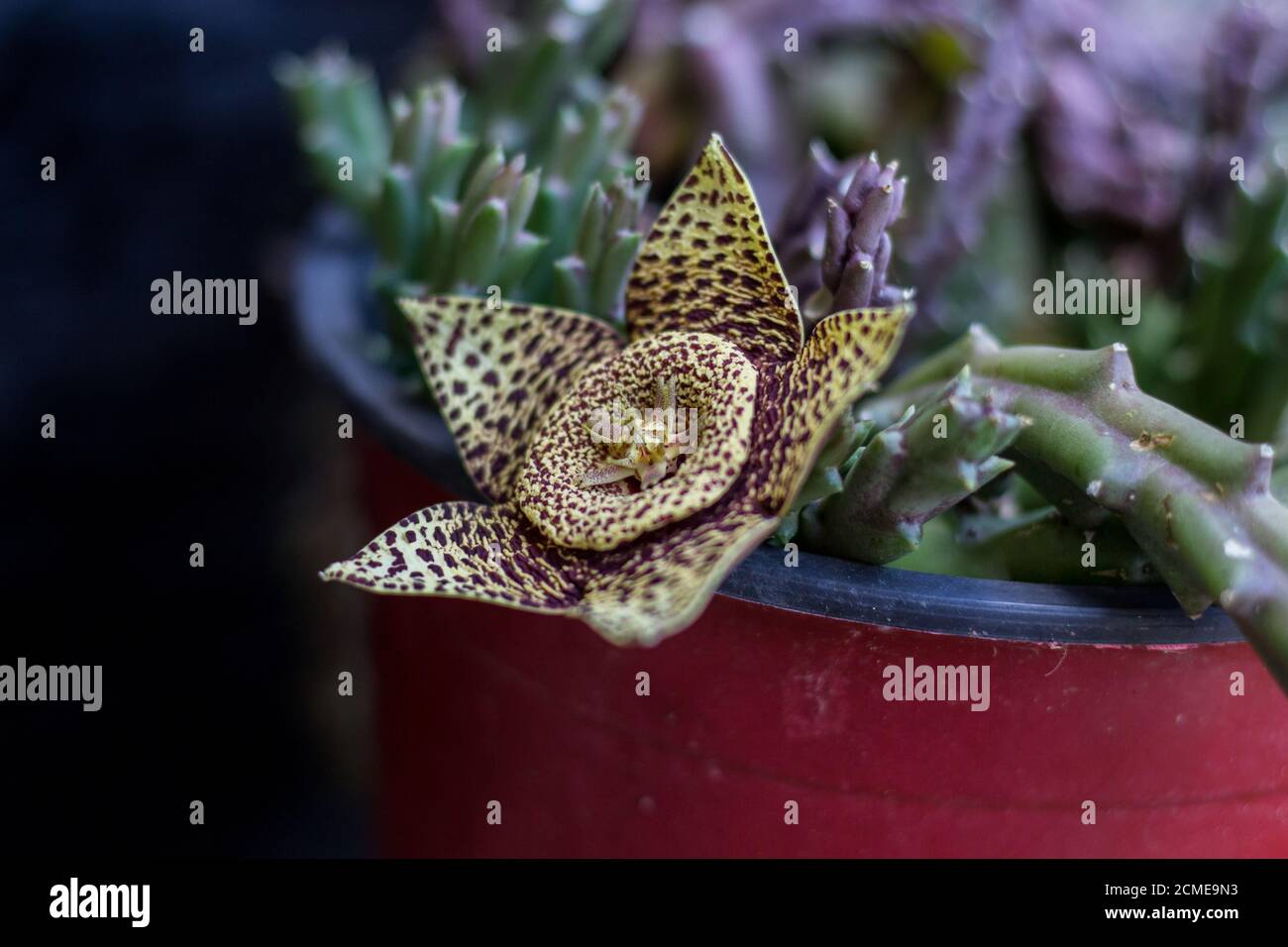 Fiore di Stapelia, un genere di piante succulente a bassa crescita, senza spinning, a stelo, prevalentemente sudafricane Foto Stock