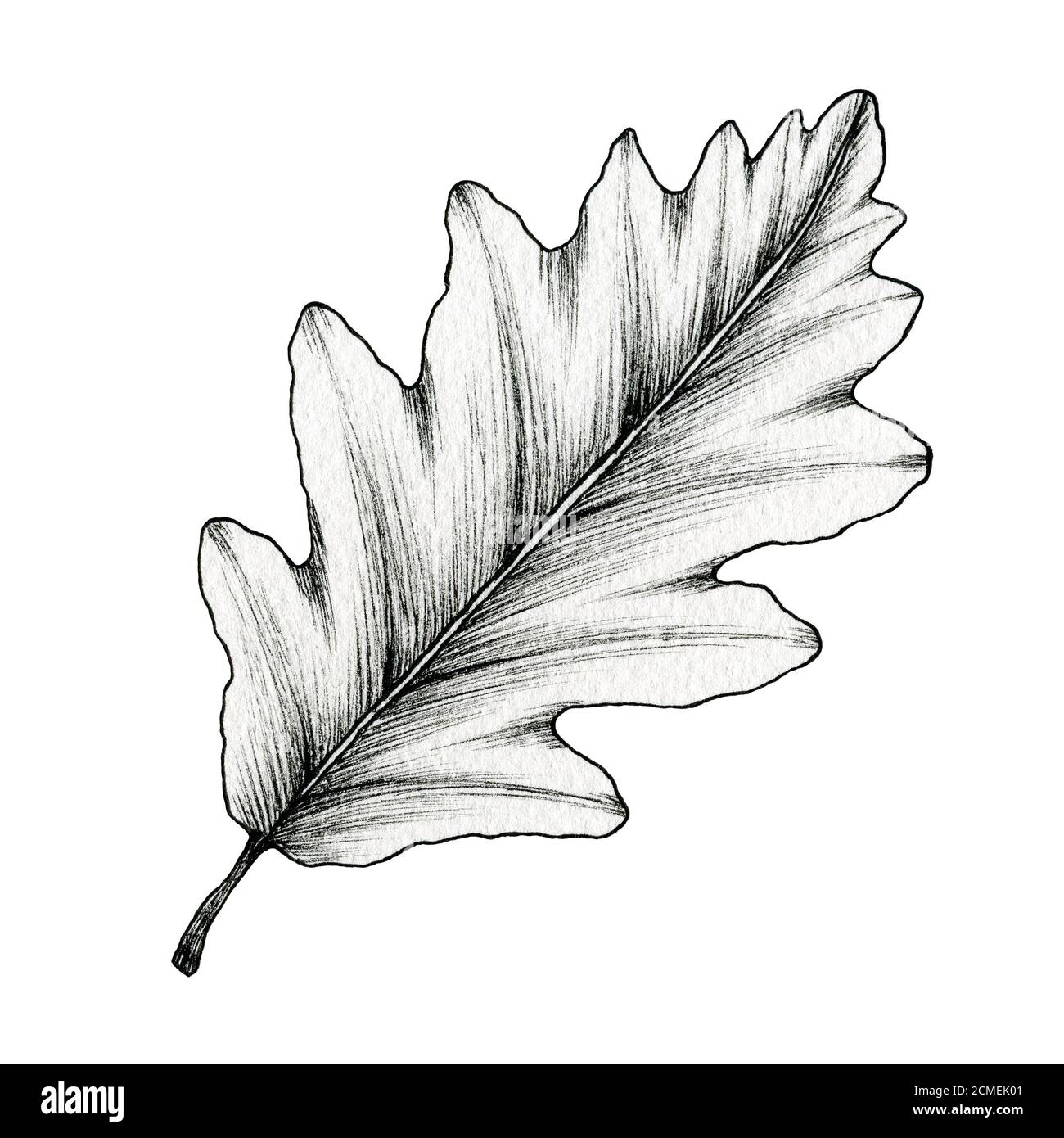 foglia di quercia bianca e nera isolata su bianco, disegno di una foglia  con inchiostro line art, illustrazione botanica disegnata a mano, disegno  di foglia nera Foto stock - Alamy