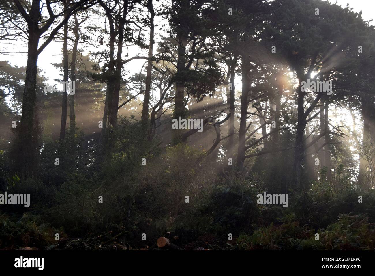 Misty raggi di luce solare attraverso gli alberi Foto Stock