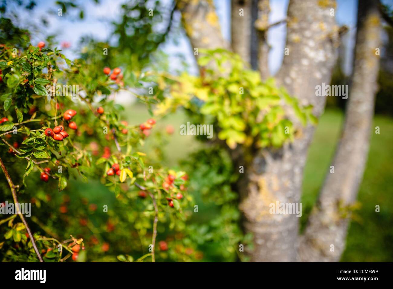 Primo piano di roseanca Foto Stock