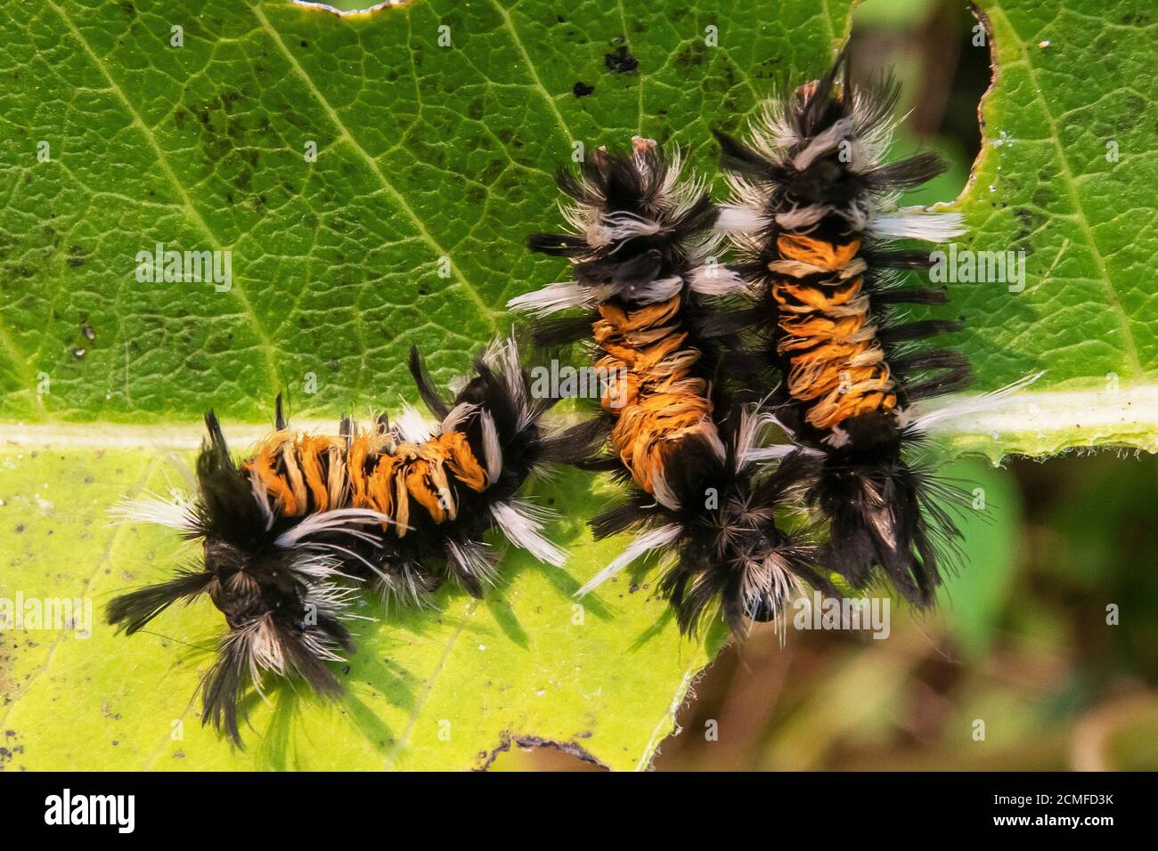 Toscalco muto Foto Stock