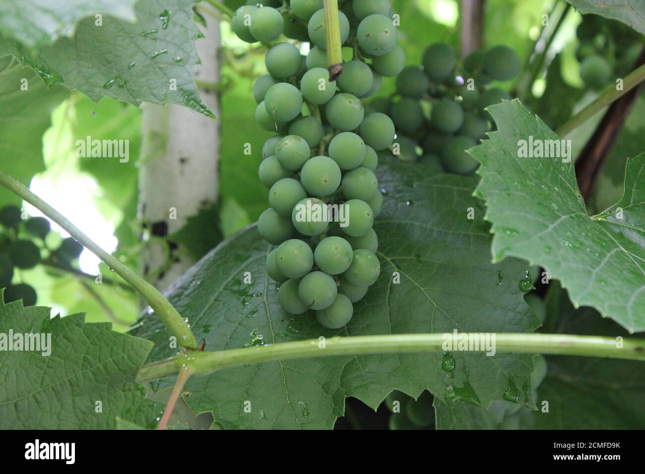 L'uva con foglie verdi 20537 Foto Stock