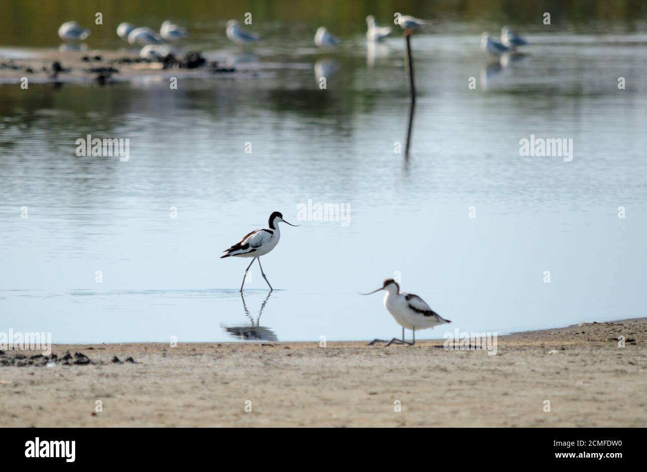 Avocet pied - Recurvirostra avosetta. Kluut nel suo habitat naturale. Fauna dell'Ucraina. Foto Stock